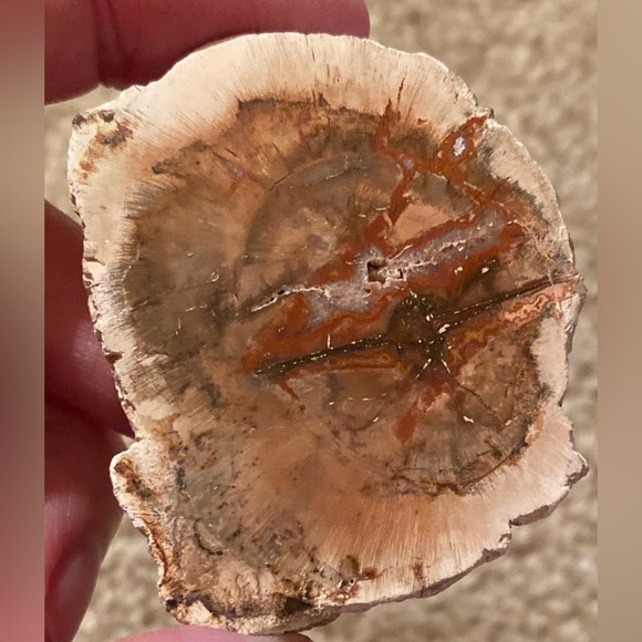 Petrified Wood Slice - Picture 2 of 11